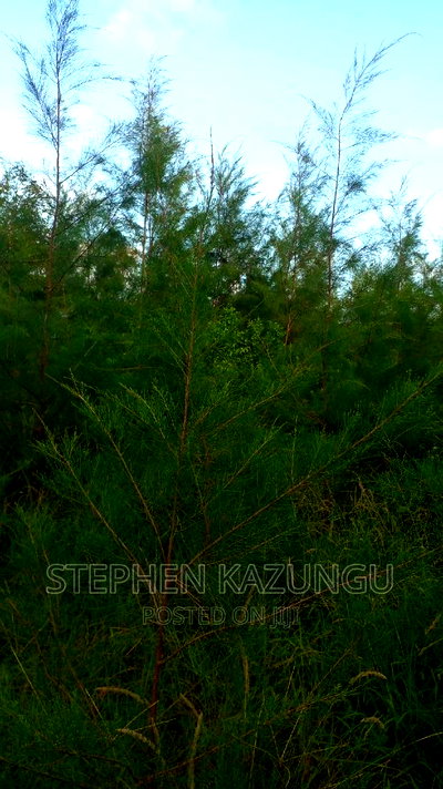 1/2 Acre Treasure Plot on Sale in Mwabungo Colarado - Image 2