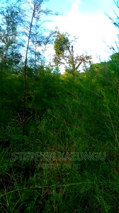 1/2 Acre Treasure Plot on Sale in Mwabungo Colarado - Image 9