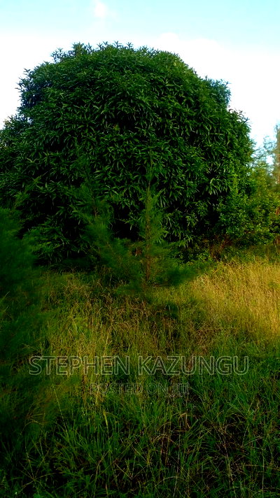 1/2 Acre Treasure Plot on Sale in Mwabungo Colarado - Image 8