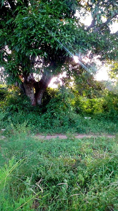 1/2 Acre Treasure Plot on Sale in Mwabungo Colarado - Image 1