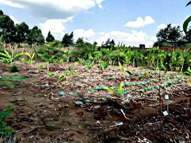 Quarter Acre Red Soil Plots in Kerarapon Drive, Ngong for Sale