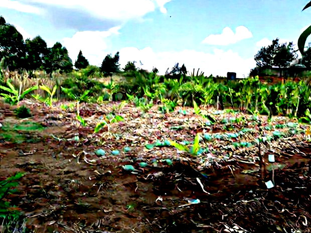 Quarter Acre Red Soil Plots in Kerarapon Drive, Ngong for Sale
