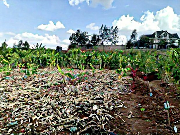 Quarter Acre Red Soil Plots in Kerarapon Drive, Ngong for Sale