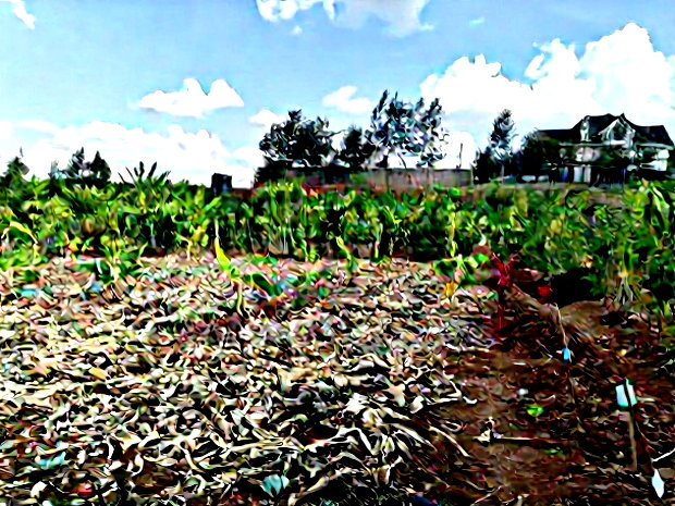 Quarter Acre Red Soil Plots in Kerarapon Drive, Ngong for Sale