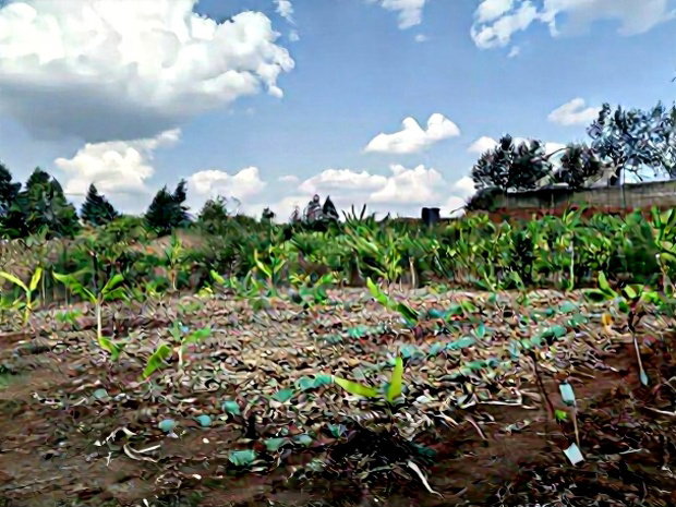 Quarter Acre Red Soil Plots in Kerarapon Drive, Ngong for Sale