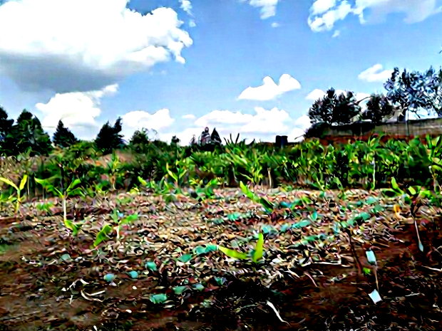 Quarter Acre Red Soil Plots in Kerarapon Drive, Ngong for Sale