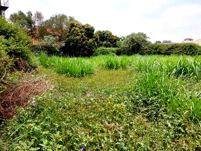 Kiambu Road 1\2 Acre Plot for Sale Opposite Kist - Image 2