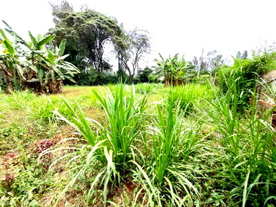 Kiambu Road 1\2 Acre Plot for Sale Opposite Kist - Image 4