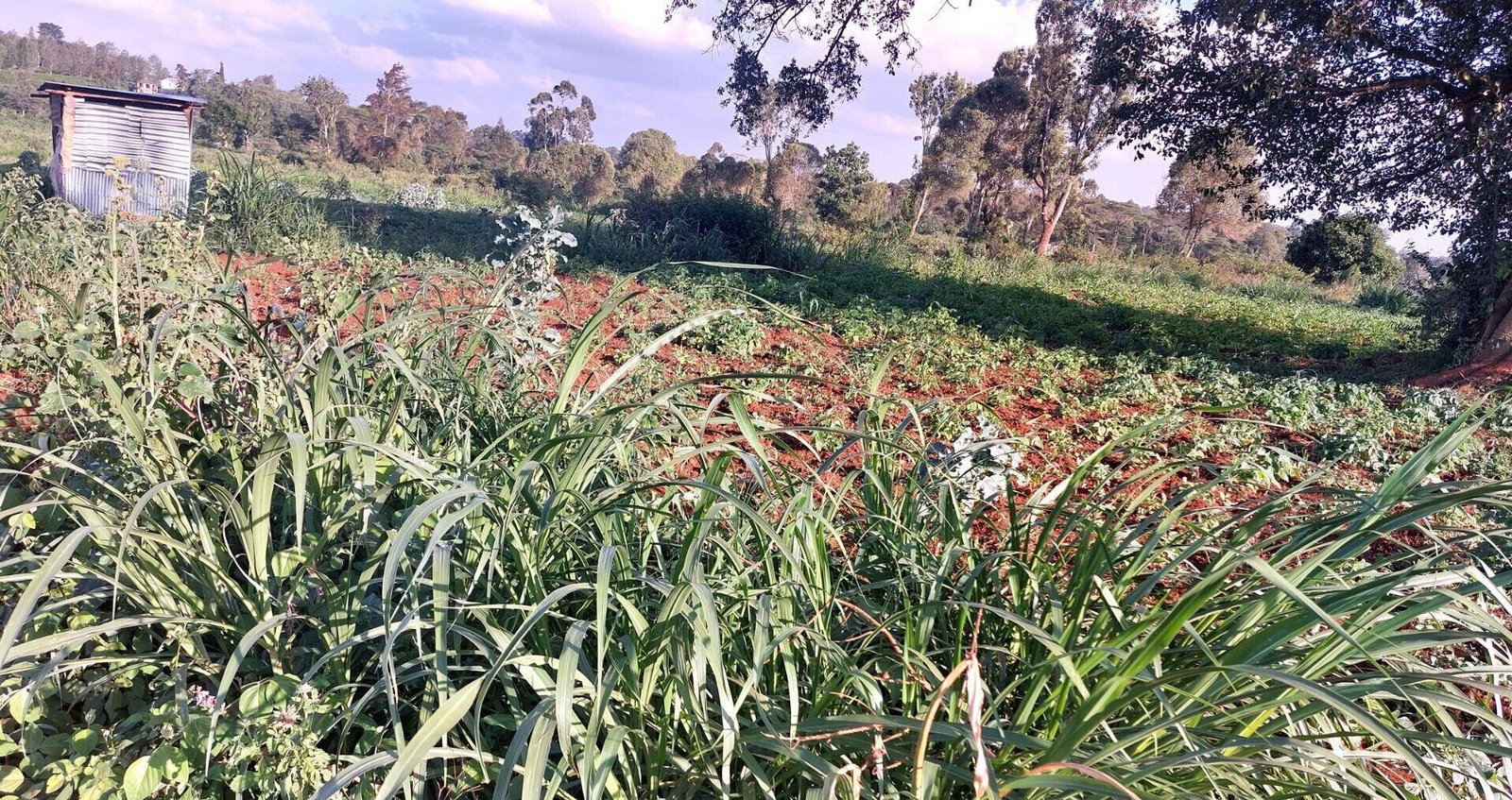 Quarter Acre Garden Plot in Karen