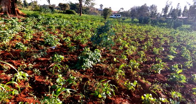 Quarter Acre Garden Plot in Karen