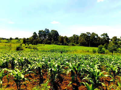 40*80 Residential Plot on Sale at Kiambu Anmer - Image 3