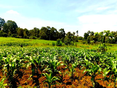 40*80 Residential Plot on Sale at Kiambu Anmer - Image 5