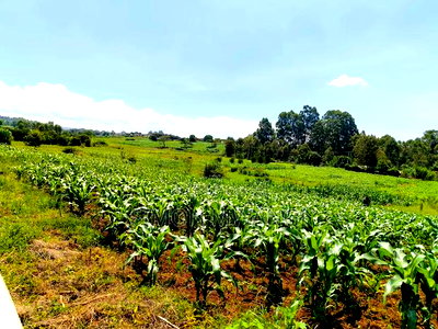 40*80 Residential Plot on Sale at Kiambu Anmer - Image 6