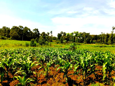 40*80 Residential Plot on Sale at Kiambu Anmer - Image 2