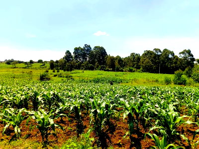 40*80 Residential Plot on Sale at Kiambu Anmer - Image 1