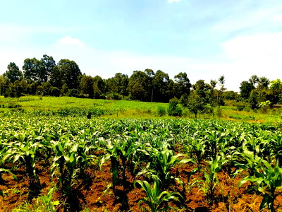 40*80 Residential Plot on Sale at Kiambu Anmer - Image 4