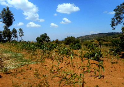 5-Acre Garden Plot with Parking in Mua