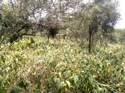 10.8 Acres Near Salama Town With 300mts From Mombasa - Image 6