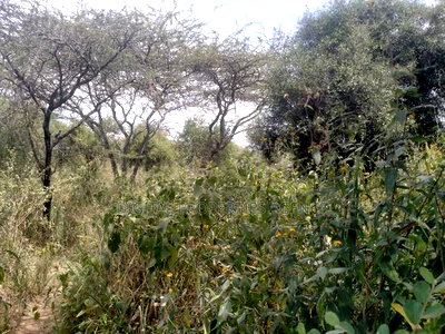 10.8 Acres Near Salama Town With 300mts From Mombasa - Image 3