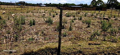 Prime Plot for Sale in Royalton Annex Eldoret - Image 11