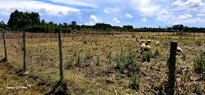 Prime Plot for Sale in Royalton Annex Eldoret - Image 9