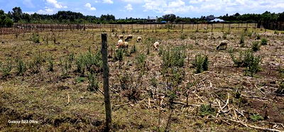 Prime Plot for Sale in Royalton Annex Eldoret - Image 10