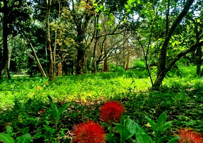 Half Acre Garden Plot in Secure Estate