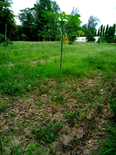 For Sale 2 Acres Agricultural Land Mtwapa - Image 5