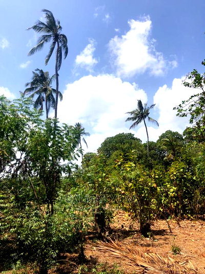 1 Acre Land in Dabaso - Image 2