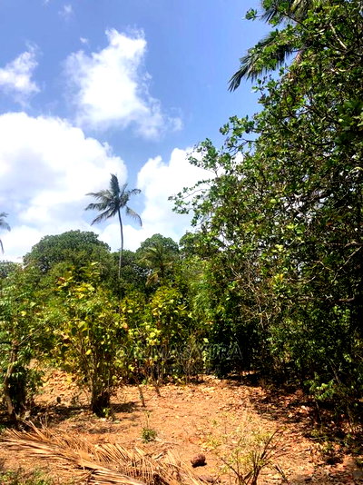 1 Acre Land in Dabaso - Image 3