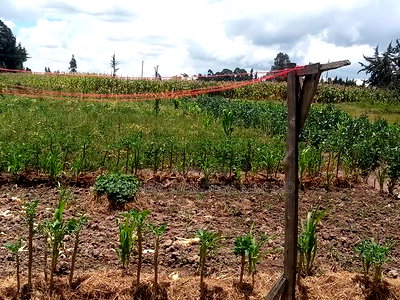 1/2 Acre for Sale at Nyandarua County - Image 10