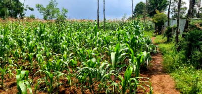 Commercial Plot For Sale In Annex Eldoret - Image 5