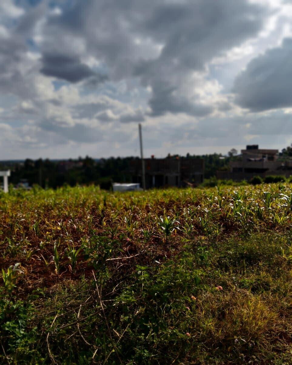 KSh 2.5M Plot in Kiambu