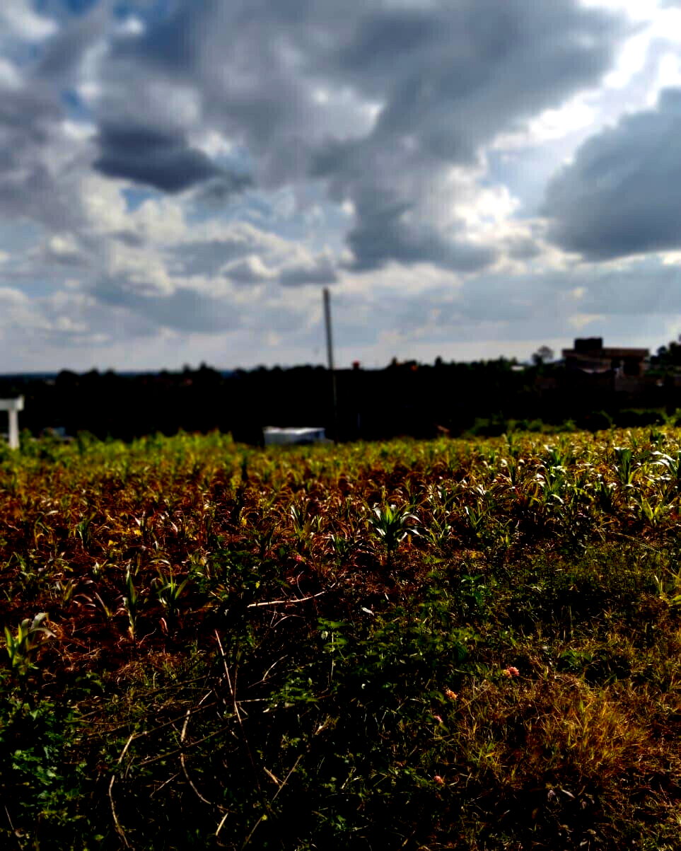 KSh 2.5M Plot in Kiambu