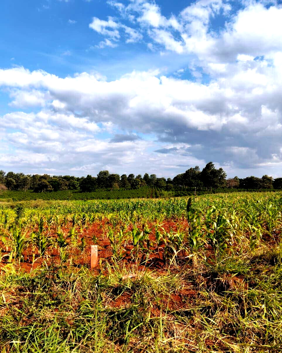 KSh 2.5M Plot in Kiambu