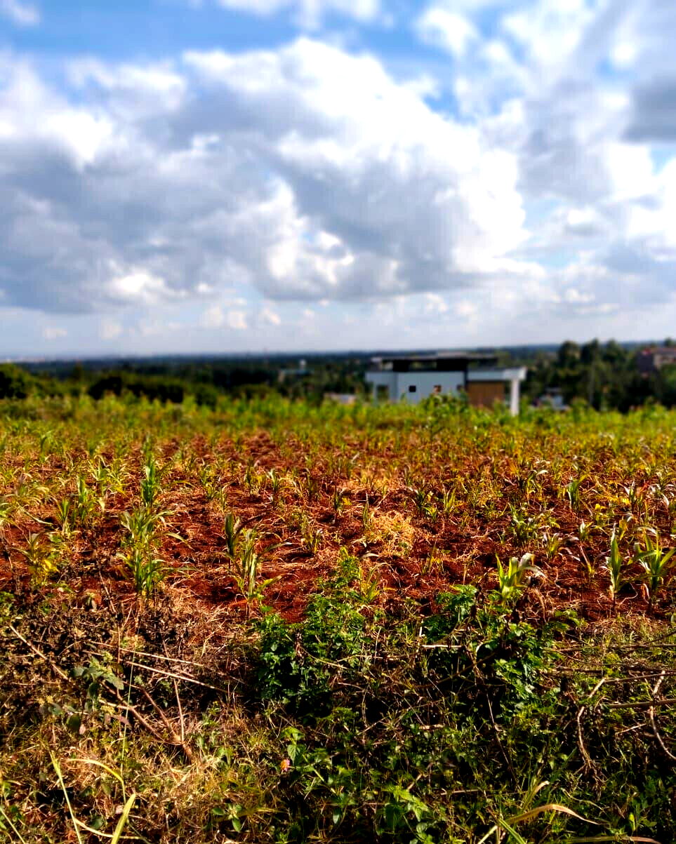 KSh 2.5M Plot in Kiambu