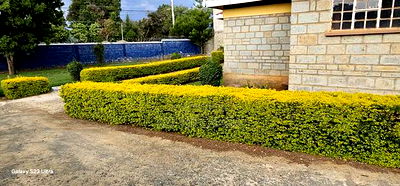 4bdrm Bungalow in Elgonview for sale - Image 7