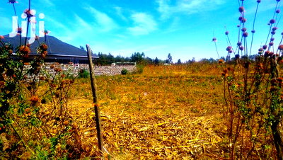 50*100 Plots for Sale in Ngata 400mts From Tarmac - Image 2