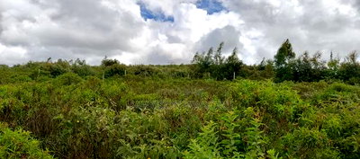 1/8 Acre Plot for Sale in Ngong - Image 3