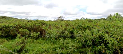 1/8 Acre Plot for Sale in Ngong - Image 2