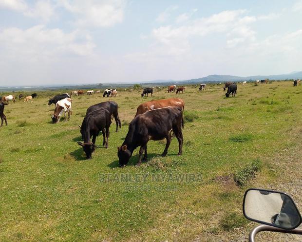 10 Acreas Rumuruti Lyam