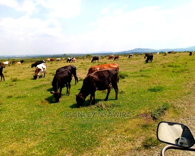 10 Acreas Rumuruti Lyam