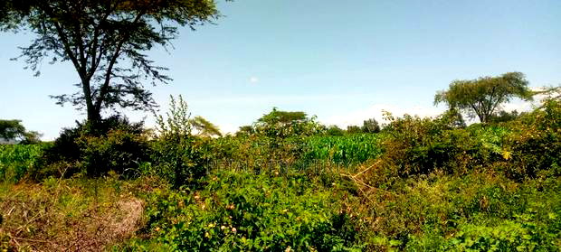 5 Acres for Sale in Kampi Ya Moto Lenginet