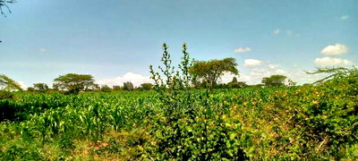 5 Acres for Sale in Kampi Ya Moto Lenginet - Image 1