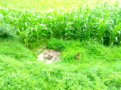 Malindi 600 Acres With a River - Image 1