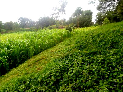 Malindi 600 Acres With a River - Image 2
