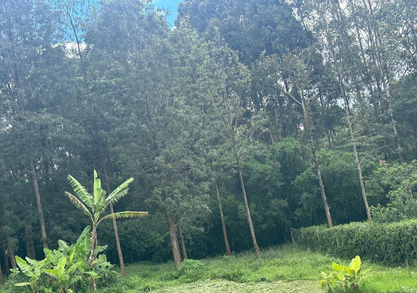 Half Acre Garden Plot at KSh 60M