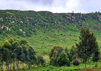 5-Acre Land in Ndumberi at KSh 25M