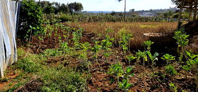Prime Plot for Sale in Kapsoya Deligacy in Eldoret - Image 5