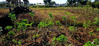 Prime Plot for Sale in Kapsoya Deligacy in Eldoret - Image 6